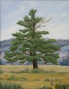 Haliburton Pine